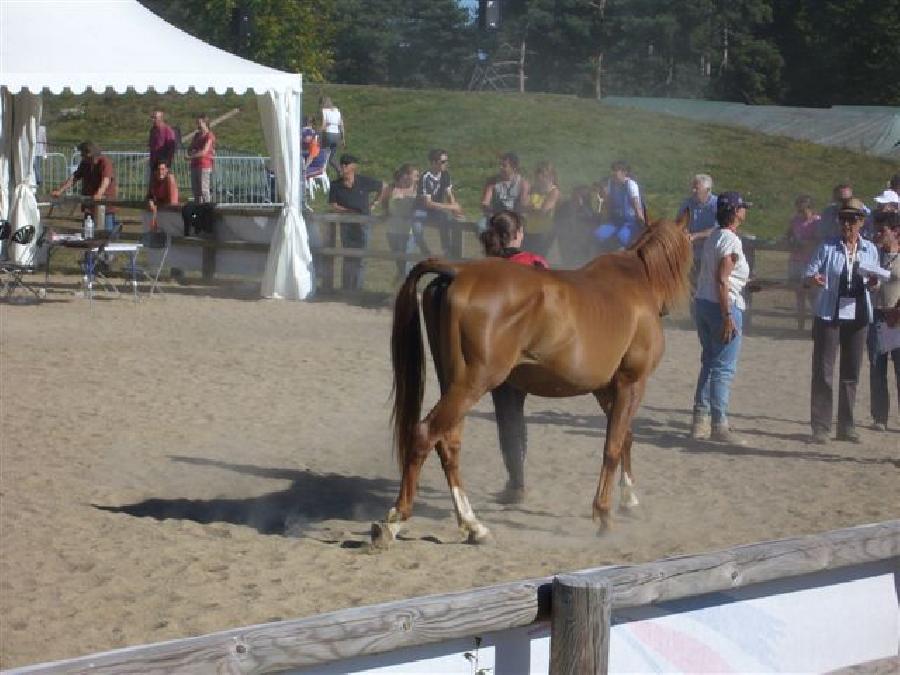 Cheval Arabe  vendre Saint-Genest-sur-Roselle en Haute-Vienne photo 3