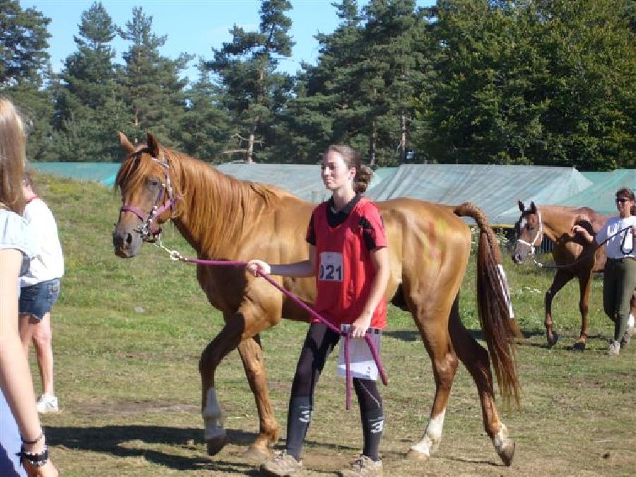 Cheval Arabe  vendre Saint-Genest-sur-Roselle en Haute-Vienne photo 4