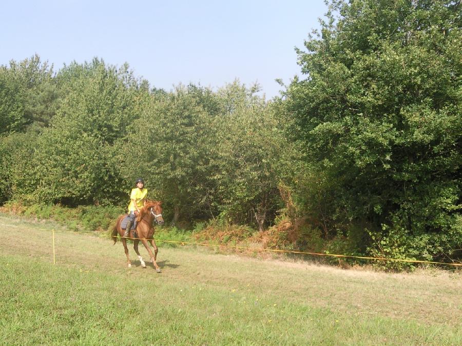 Cheval Arabe  vendre Saint-Genest-sur-Roselle en Haute-Vienne photo 5